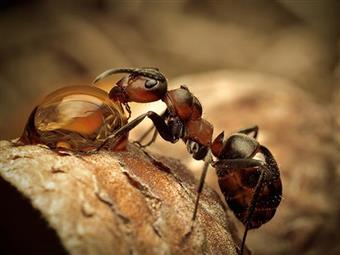Karıncaların Özellikleri