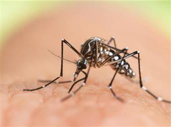 Sivrisinek Isırıkları Neden Kaşınır?